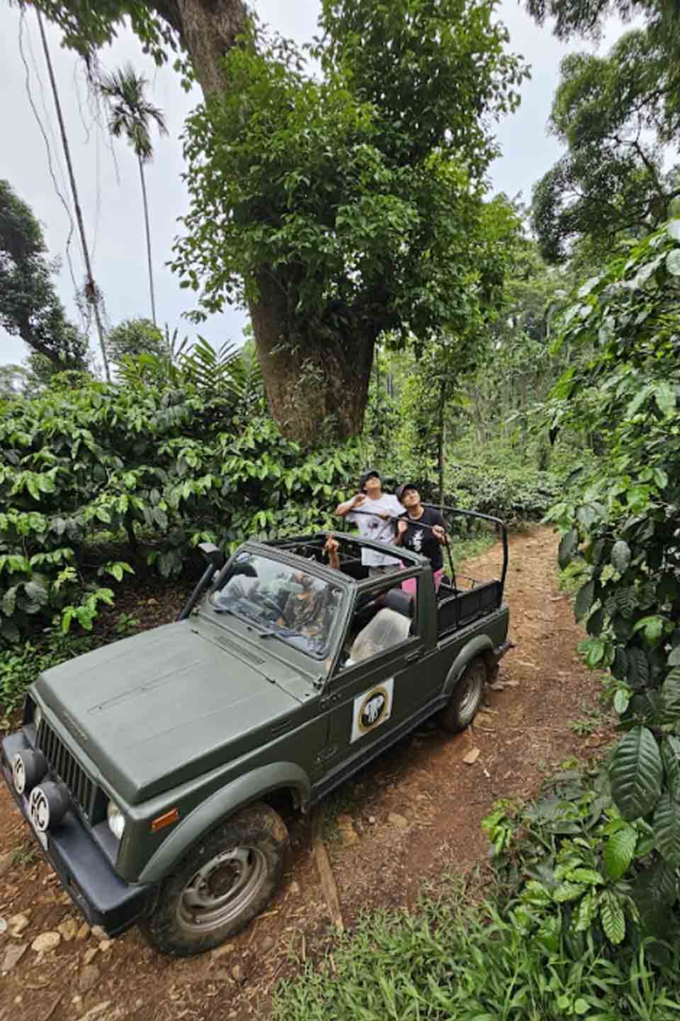 Best Resort in Coorg: Experience Nature, Adventure & Tranquility at Misty Woods Resort