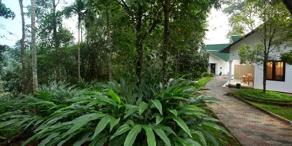 Misty Lake Resort – Best Resort in Munnar for Relaxation, Dining & Adventure