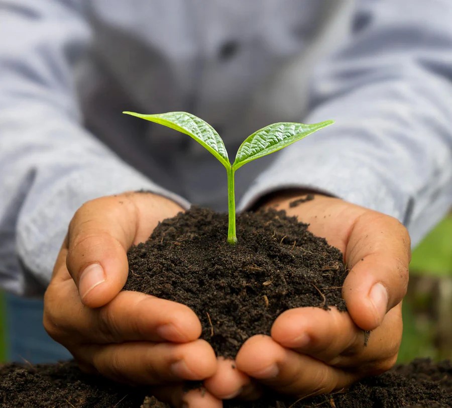 Planting Mahagrin vegetable seeds in nutrient-rich soil for a healthy monsoon harvest.