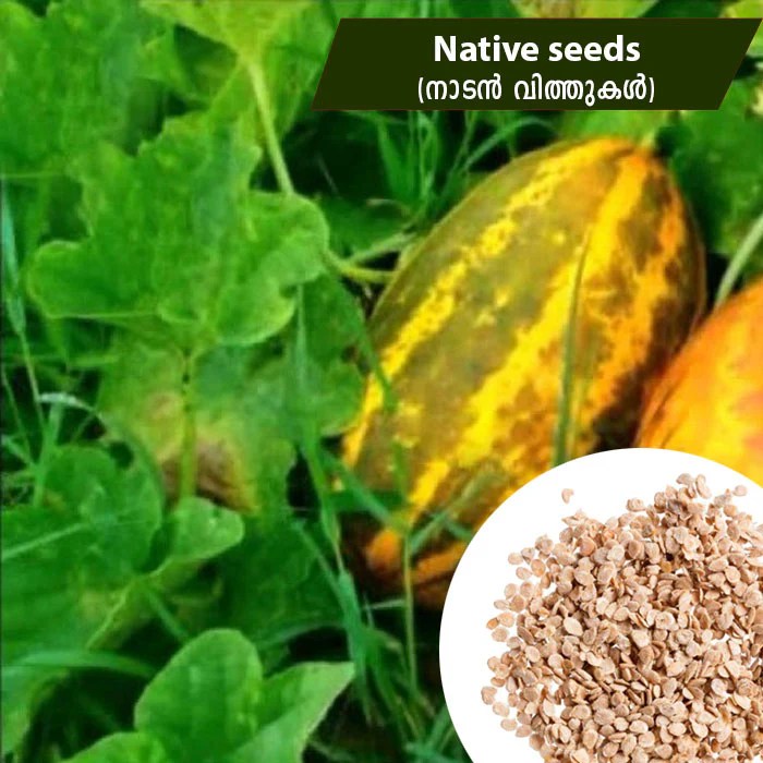 Monsoon vegetable seed cucumber seed hybrid quality from Mahagrin