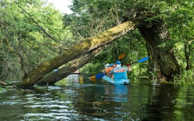 Night Kayaking in Kochi: Paddle Under the Stars in Kadamakkudy